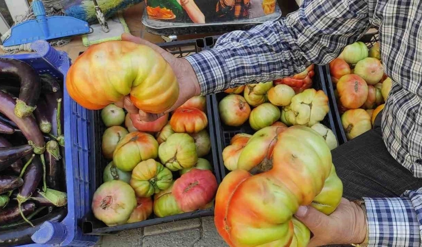 Dev köy domatesini görenler şaşkınlığını gizleyemiyor