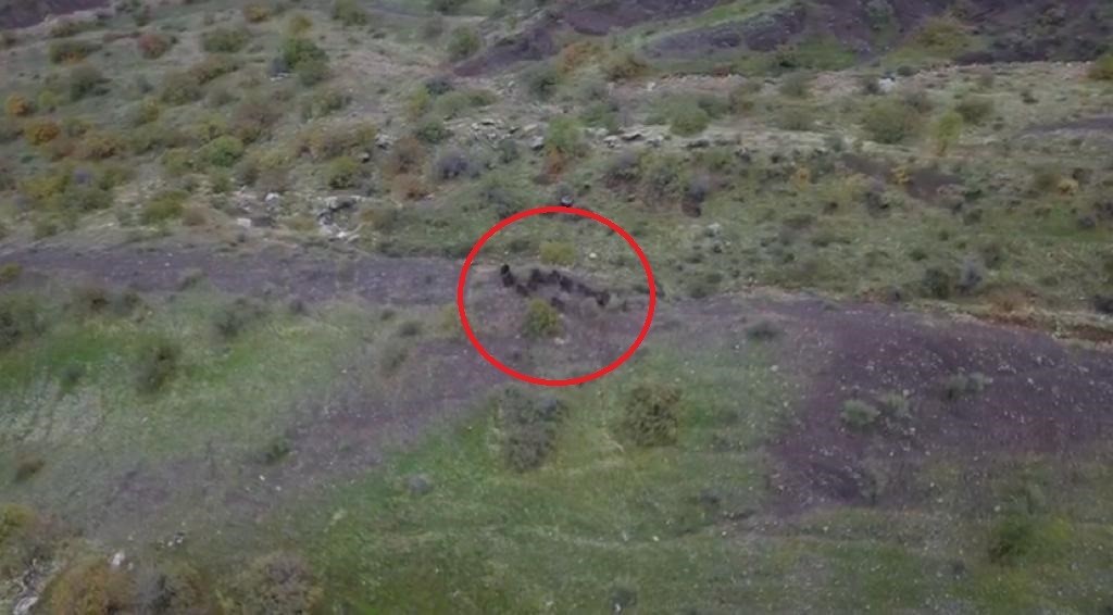 Domuz sürüsünün kaçışı havadan görüntülendi