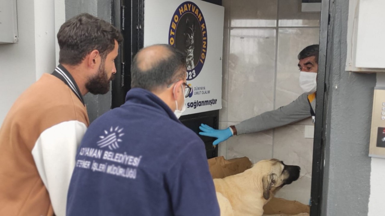 Köpeğe av tüfeği ile saldırı