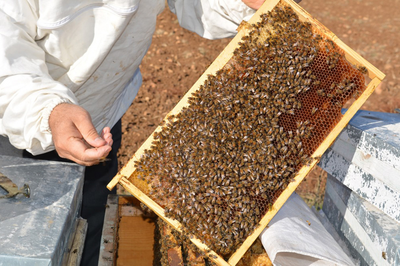 Bal'da y&uuml;ksek teknoloji ile analiz