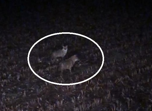 Kurtlarla göz göze gelen vatandaştan ilginç taktik - VİDEOLU