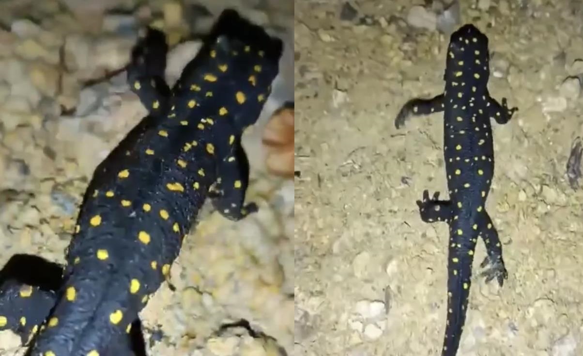 Nesli tehdit altında olan o hayvan yine görüldü