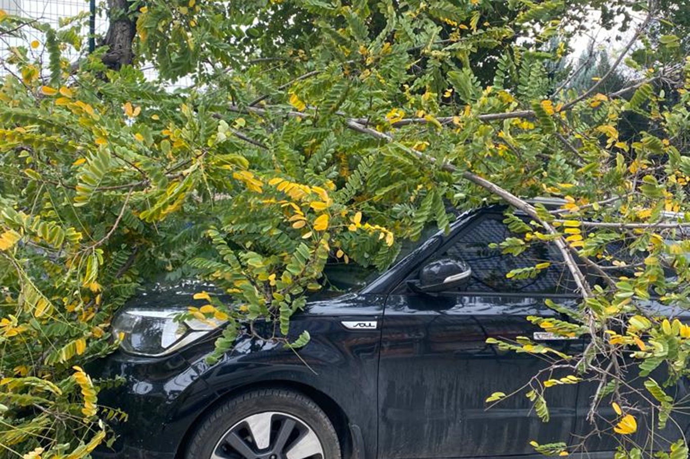 Şiddetli rüzgar ağacı yerinden söktü