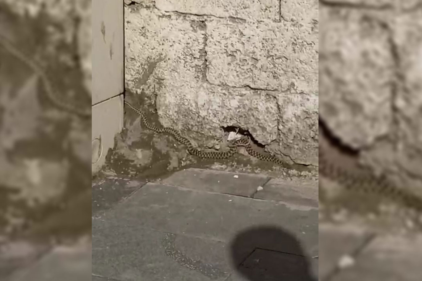 Yılan korku ve panik yarattı