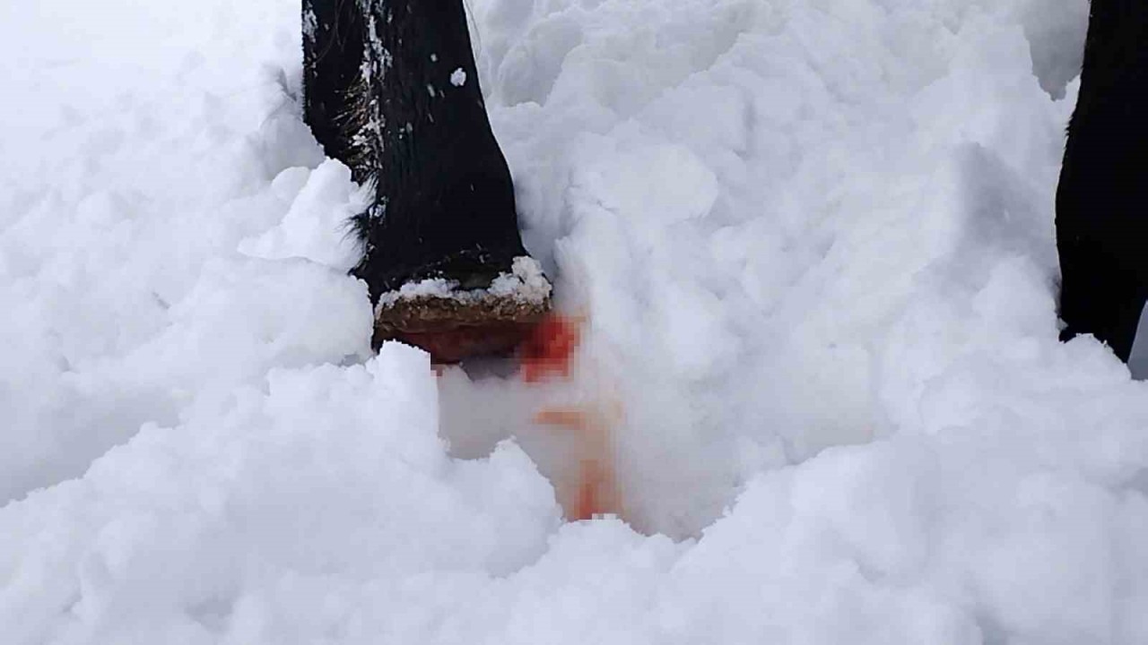 2 bin 900 rakımlı yaylada tüyler ürperten olay!