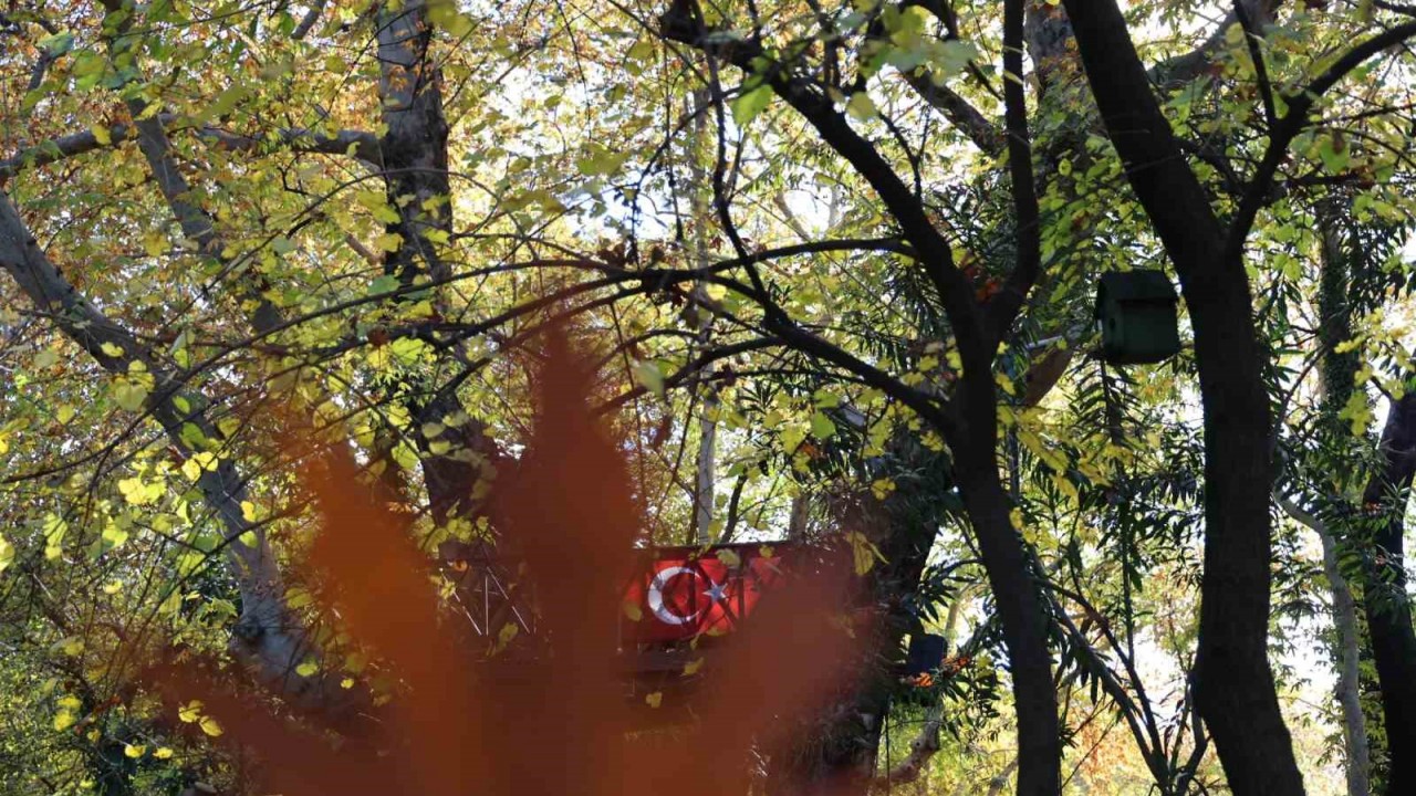 Asırlık &ccedil;ınarlar g&ouml;rsel ş&ouml;len oluşturdu