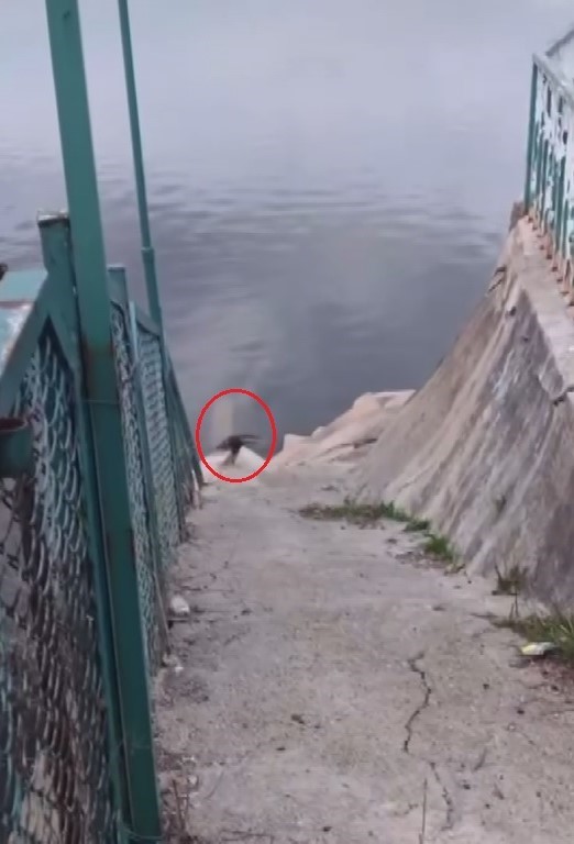 Nesli tehdit altında olan su samuru görüldü