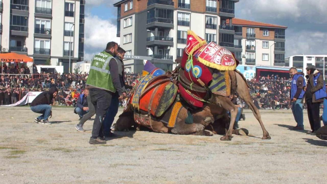 16 yıldan beri deve g&uuml;reşlerini fotoğraflıyor