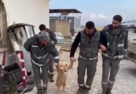 İşçiler köpekle halay çekmesi sosyal medyayı salladı