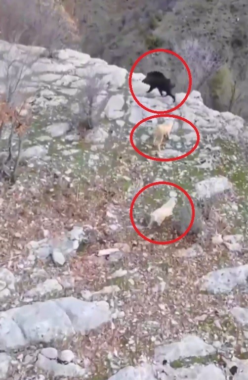 Köpekler domuzu kovaladı