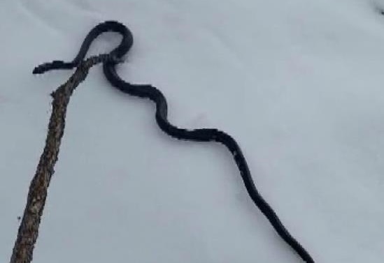 Tunceli'de halkı tedirgin eden görüntü!