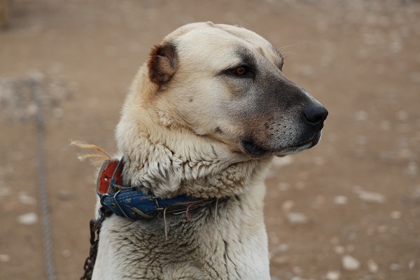 Kangal Köpekleri, Yerleşim Alanlarındaki Kurt Tehditlerine Karşı Güvenlik Sağlıyor!