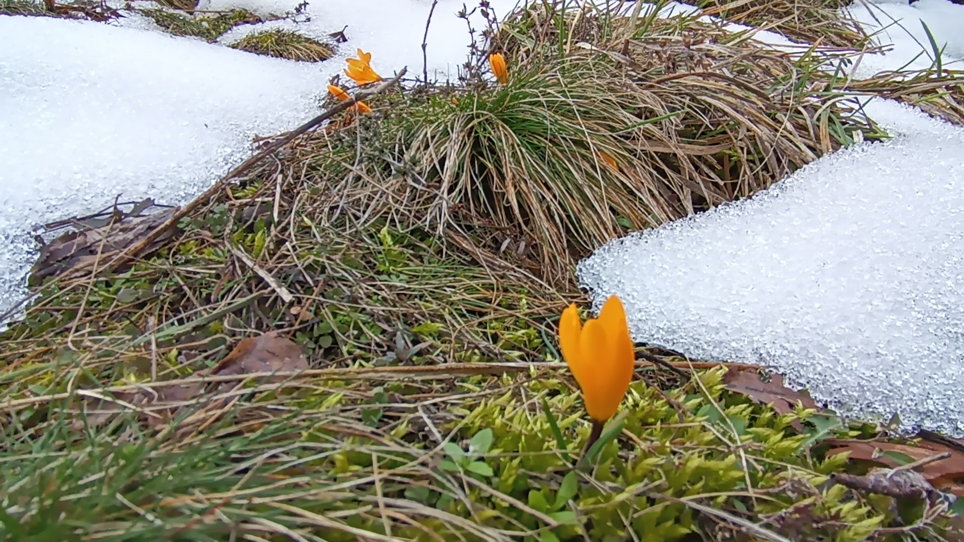 Kar ve Çiğdemlerin İlginç Dansı!