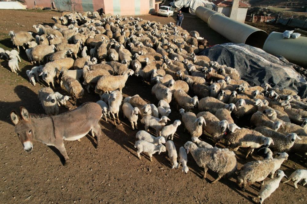 Süt Kuzuları Anneleriyle buluştu