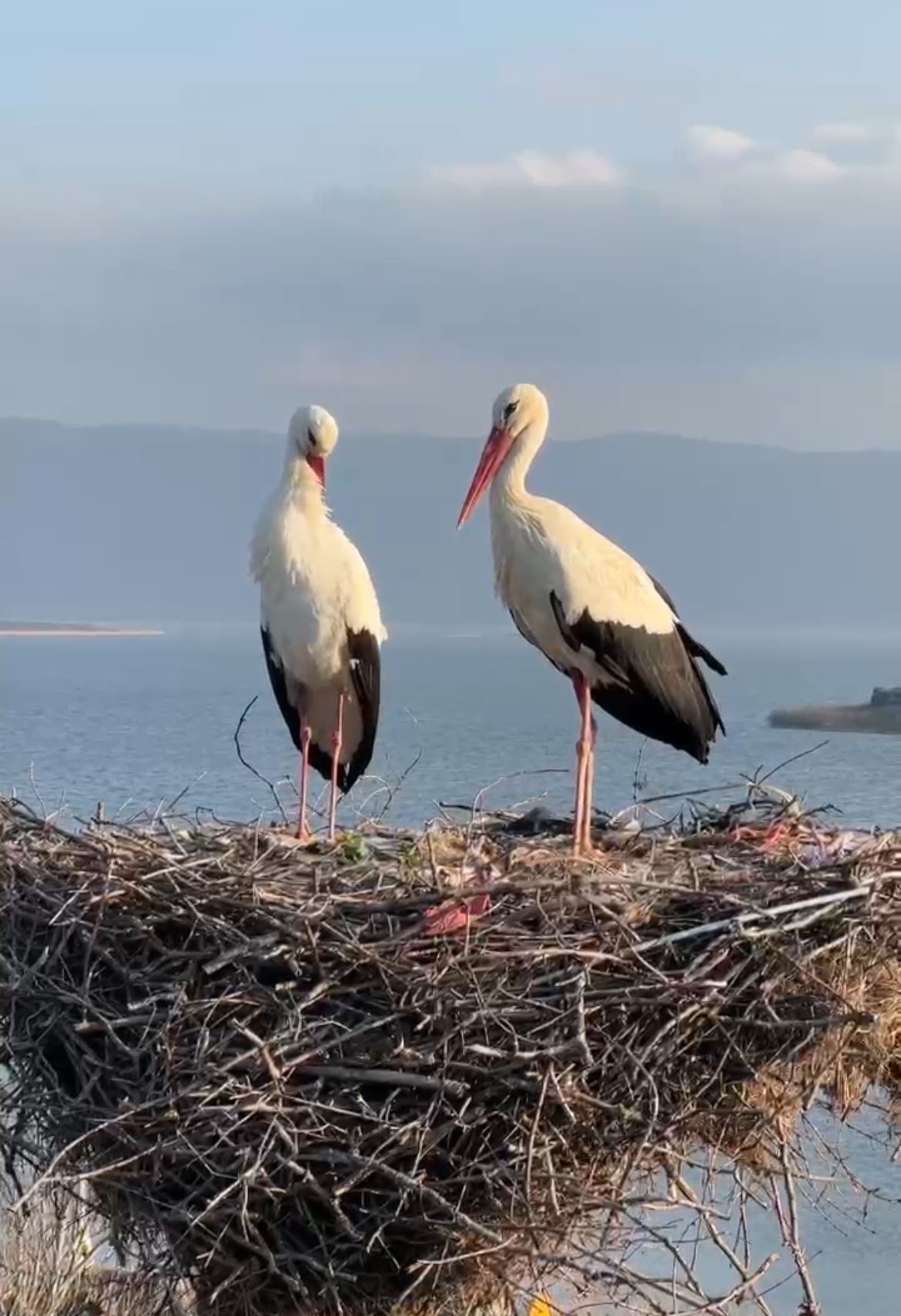Yaren Leylek ve Eşi Nazlı, Bursa'nın Karacabey İlçesinde Buluştu