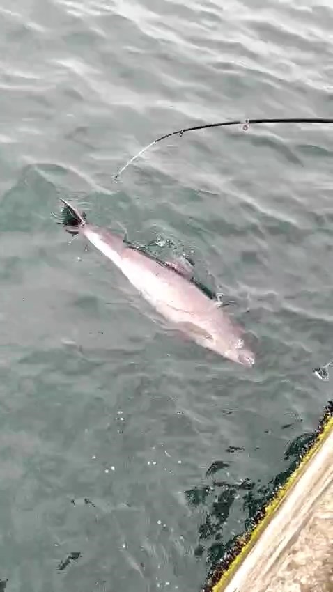 Ölü yunuslar kıyıya vuruyor, sebebi şok etti