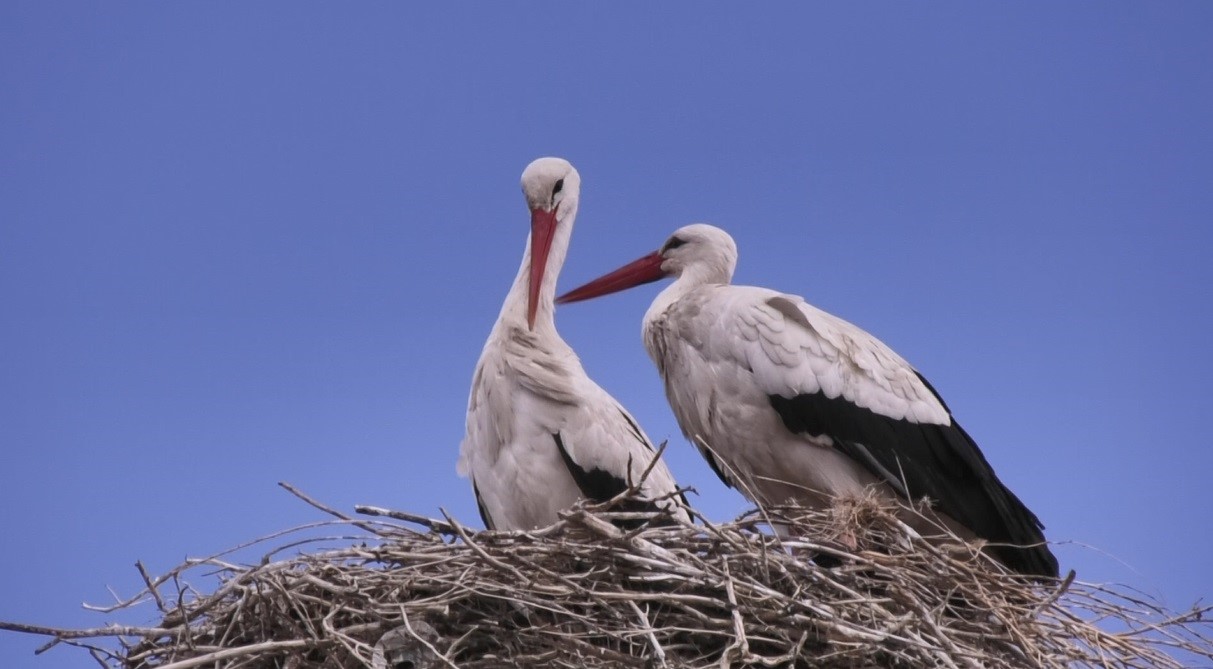 Kars’a baharın müjdecisi leylekler geldi
