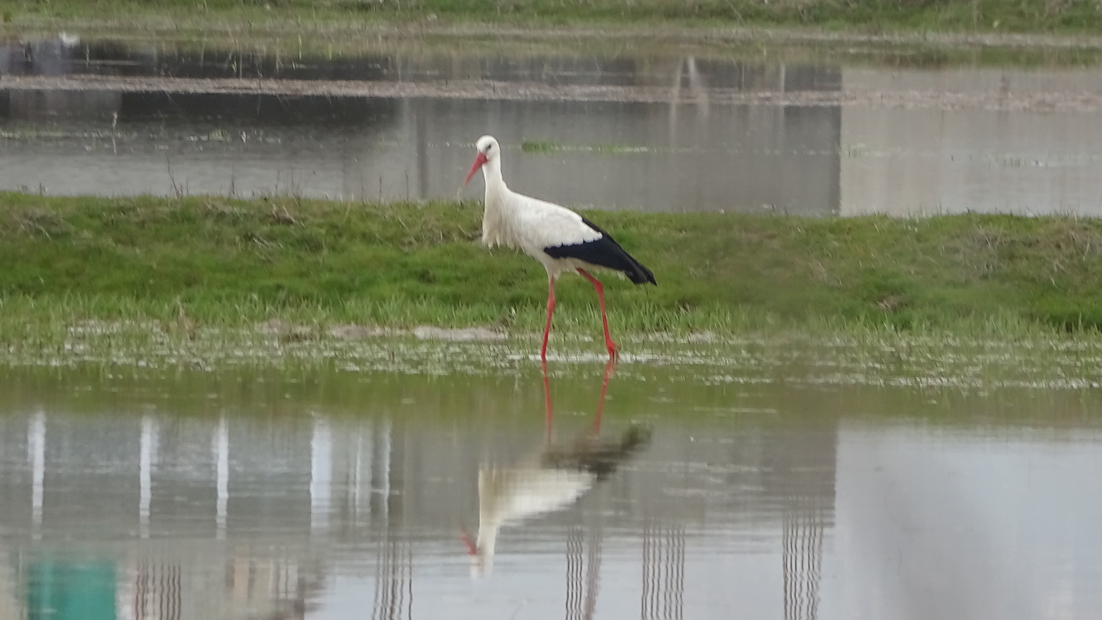 Muş Ovası, baharın müjdecisi leyleklere ev sahipliği yapıyor