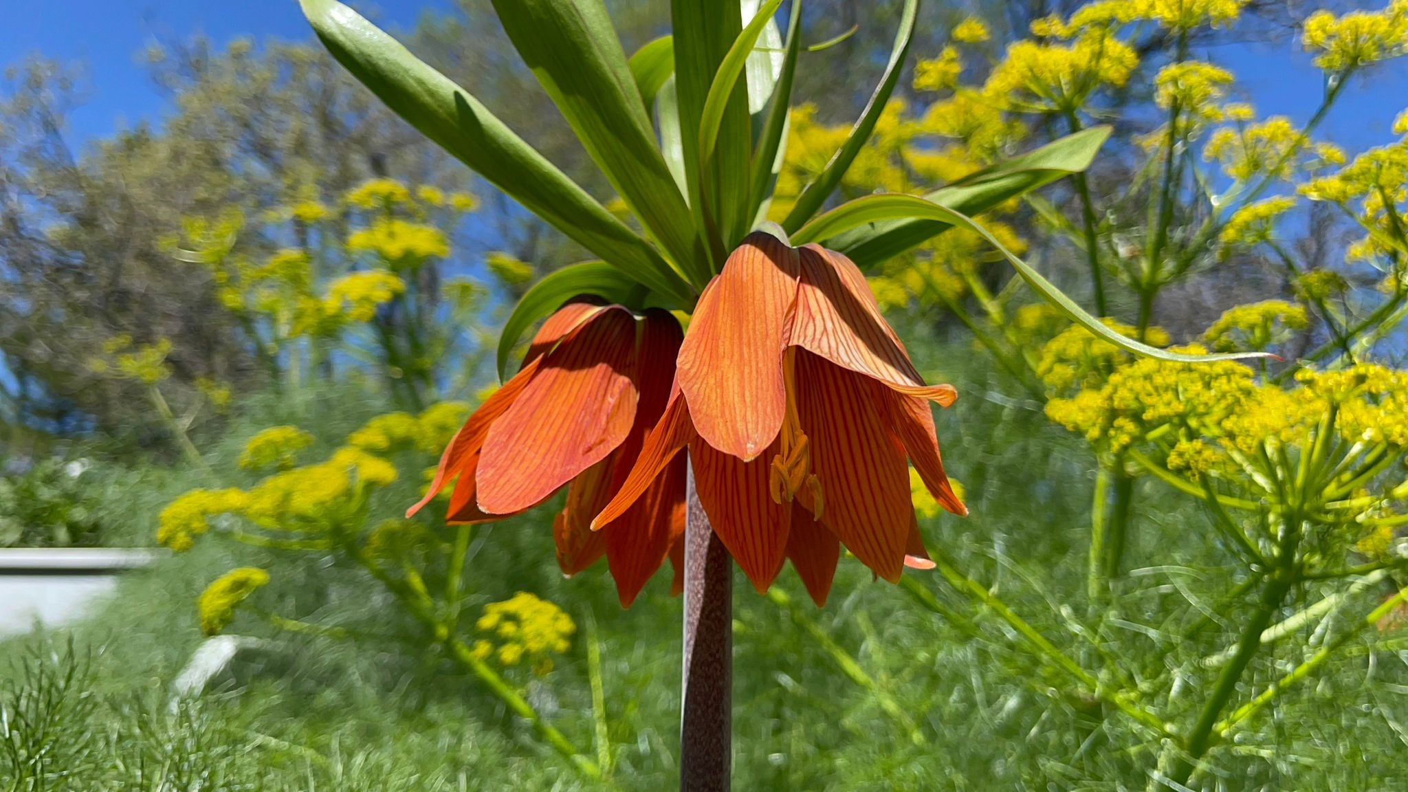 Bu &ccedil;i&ccedil;eği koparanlara 244 bin 315 TL ceza