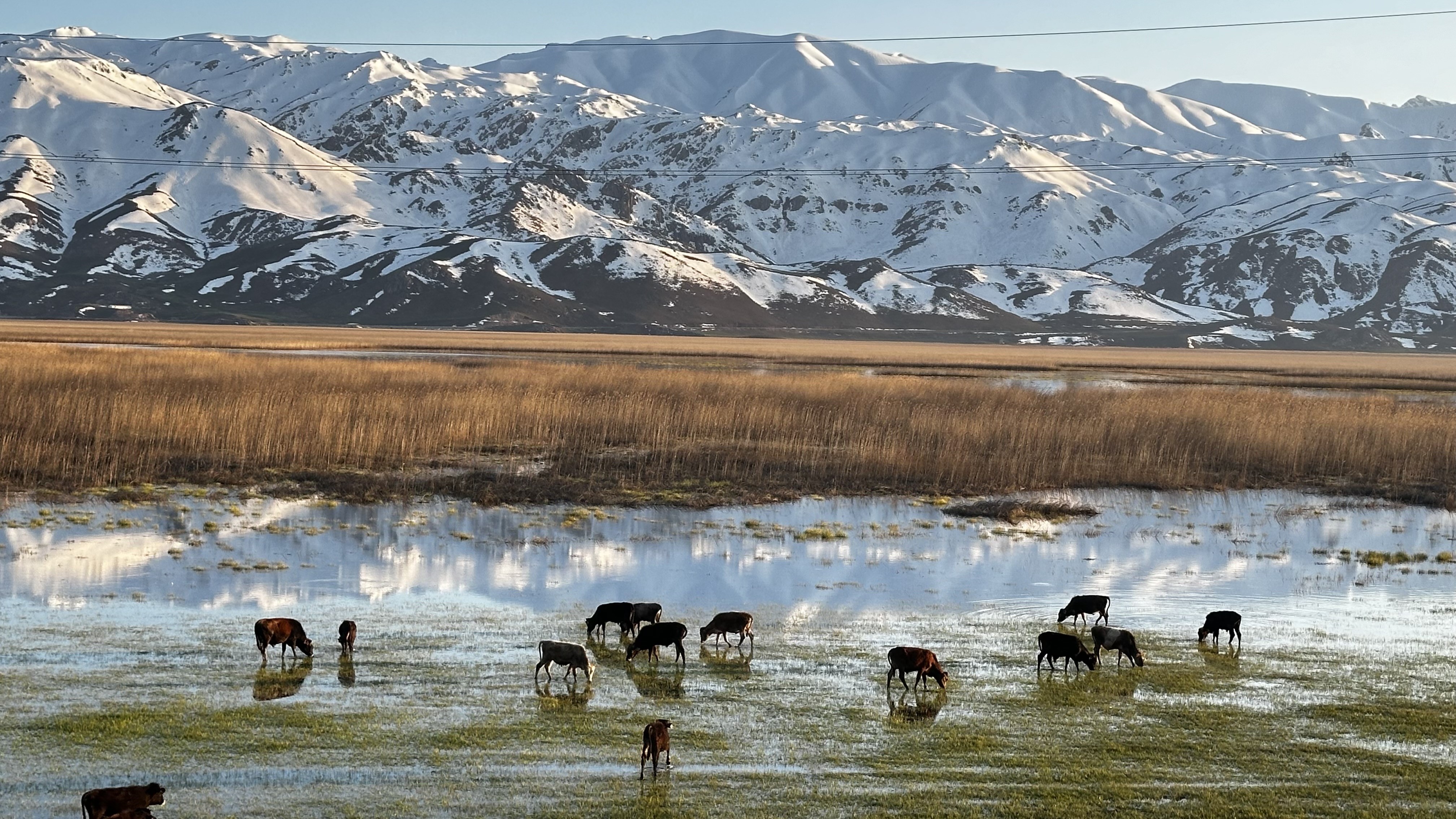 Hakkari'de vahşi yaşam görüntüleri!