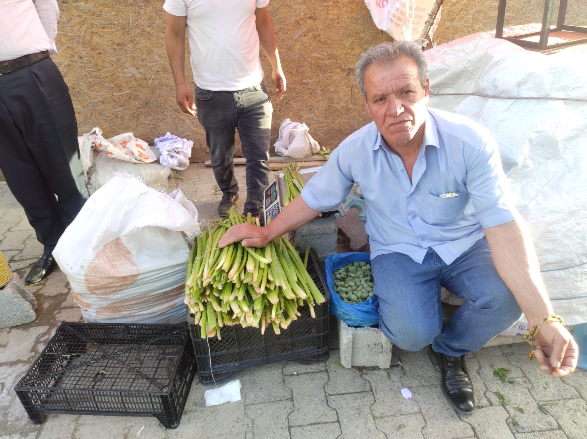 Yüksek dağlardan toplanan ışkın bitkisi hastalıklara iyi geliyor!