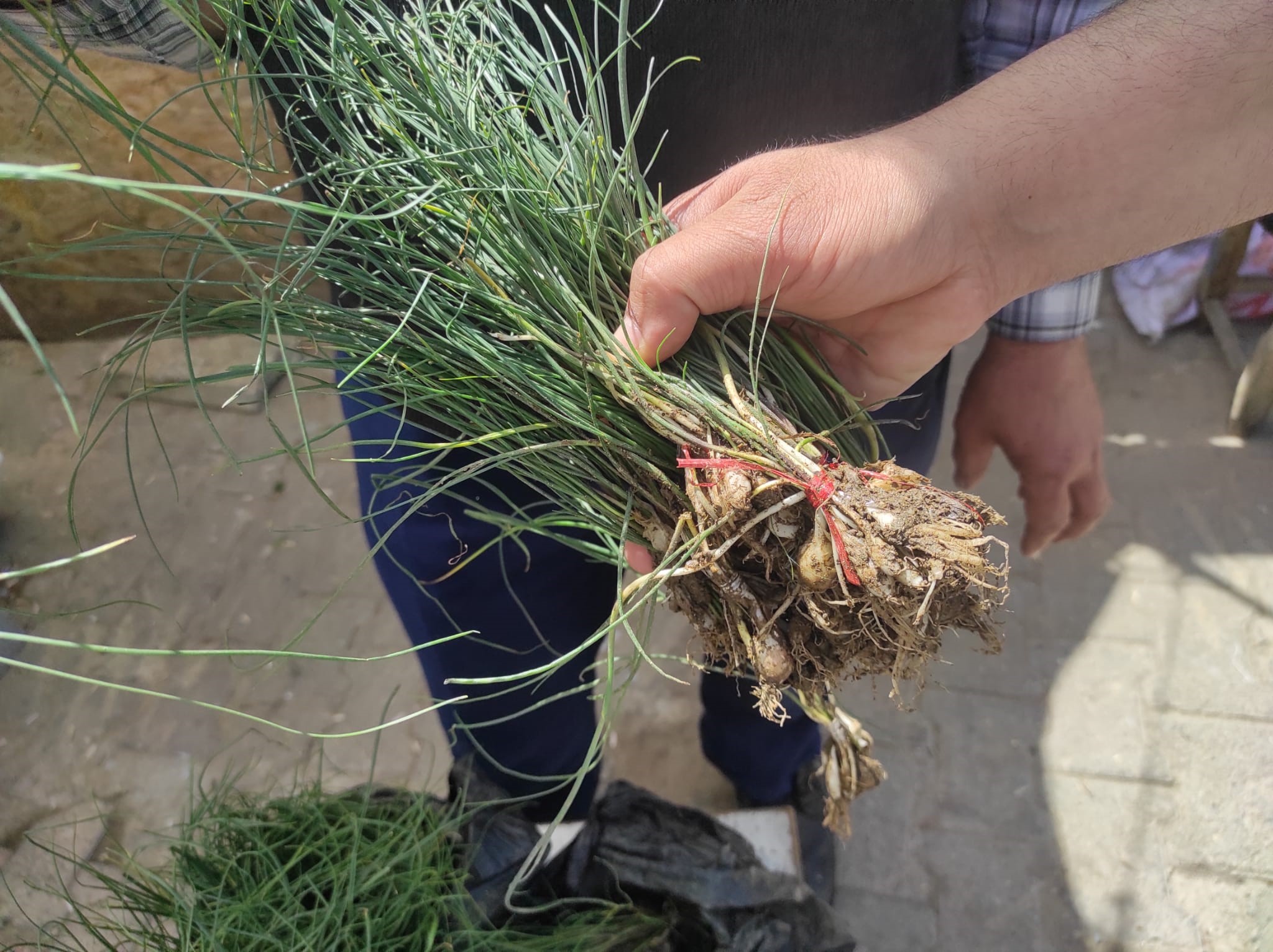 Bu ot'un kilosu 5 bin liradan alıcı buluyor!