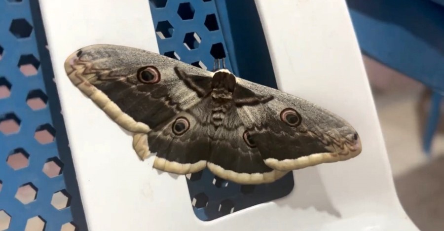 Dü Prof. Dr. Ali Satar,  En büyük kelebek türü  “tavus kelebeği” Siirt’te görüldü