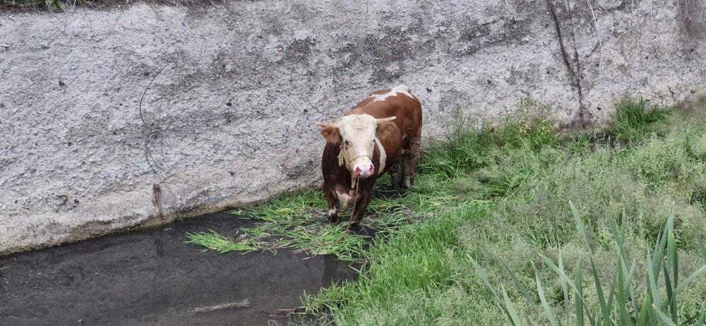 Ahırdan kaçan kurbanlık ortalığı birbirine kattı-3