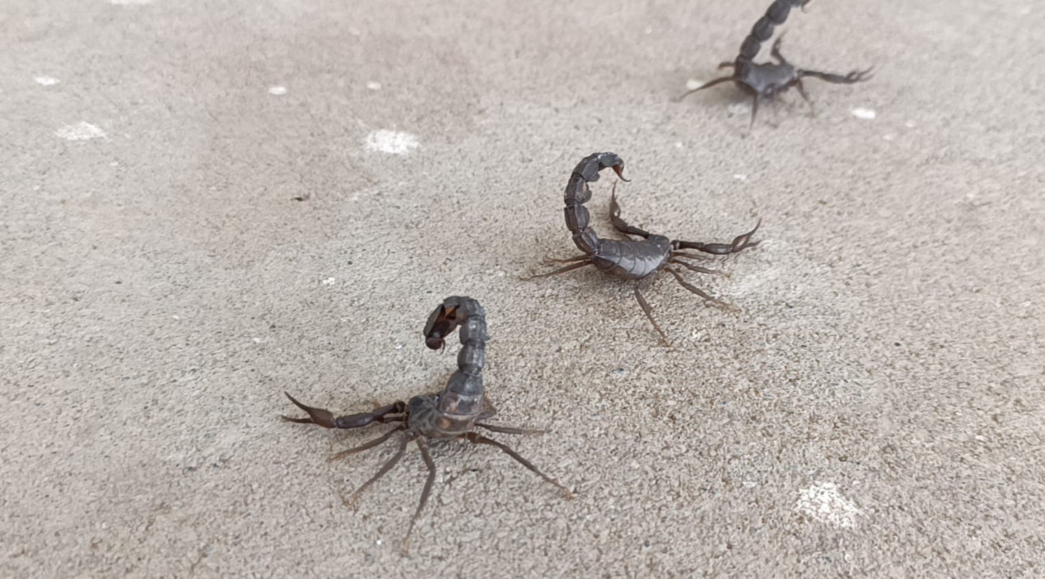 Türkiye'nin Biyolojik Zenginliği Gündemde: Litresi 10 Milyon Dolar