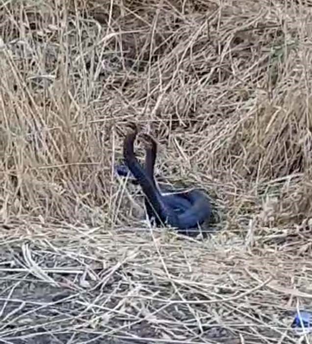 Diyarbakır’da Yılanların Dansı Görüntülendi