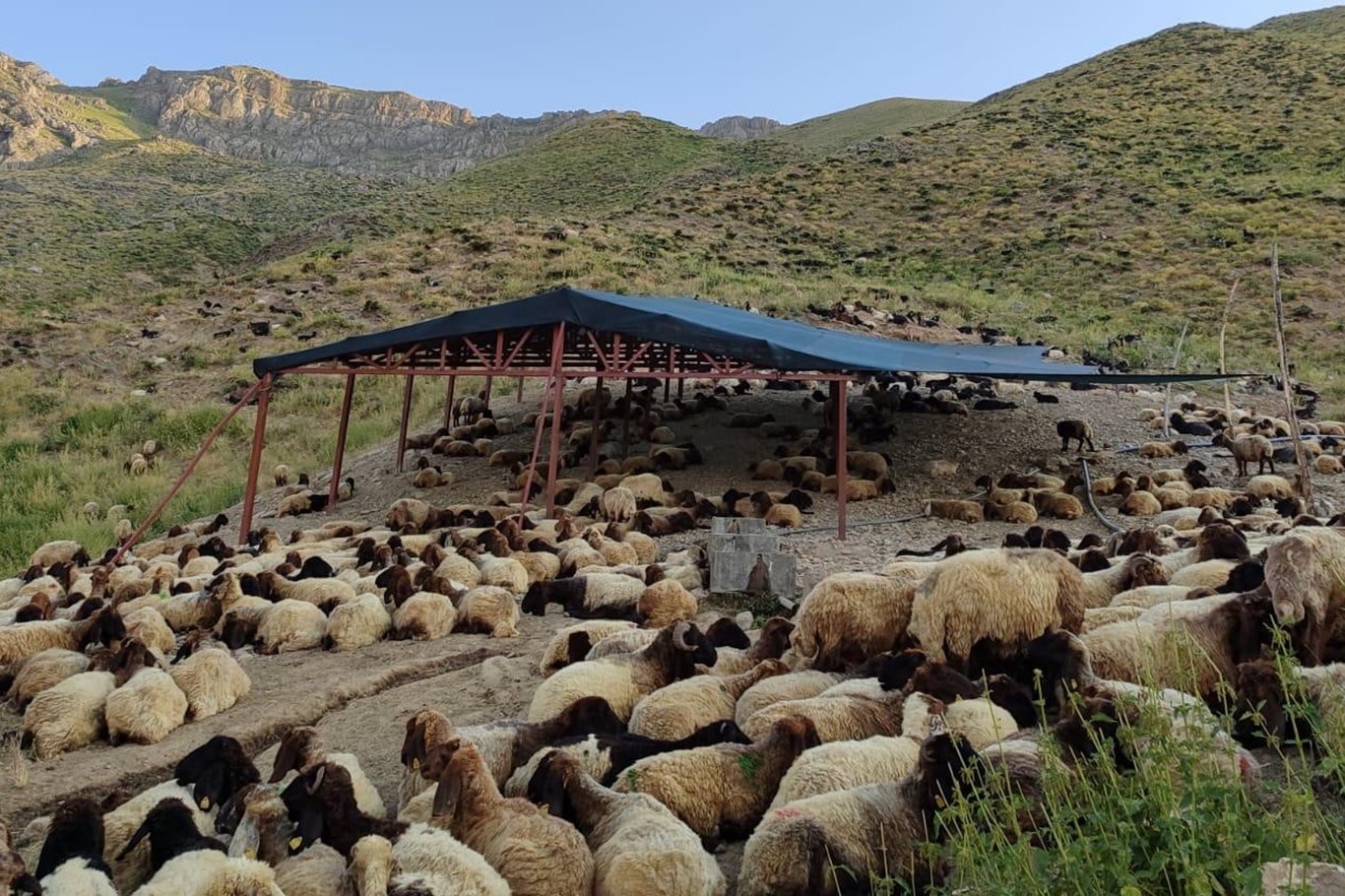 Siirt'te mera ıslah projeleri ile hayvancılık gelişiyor
