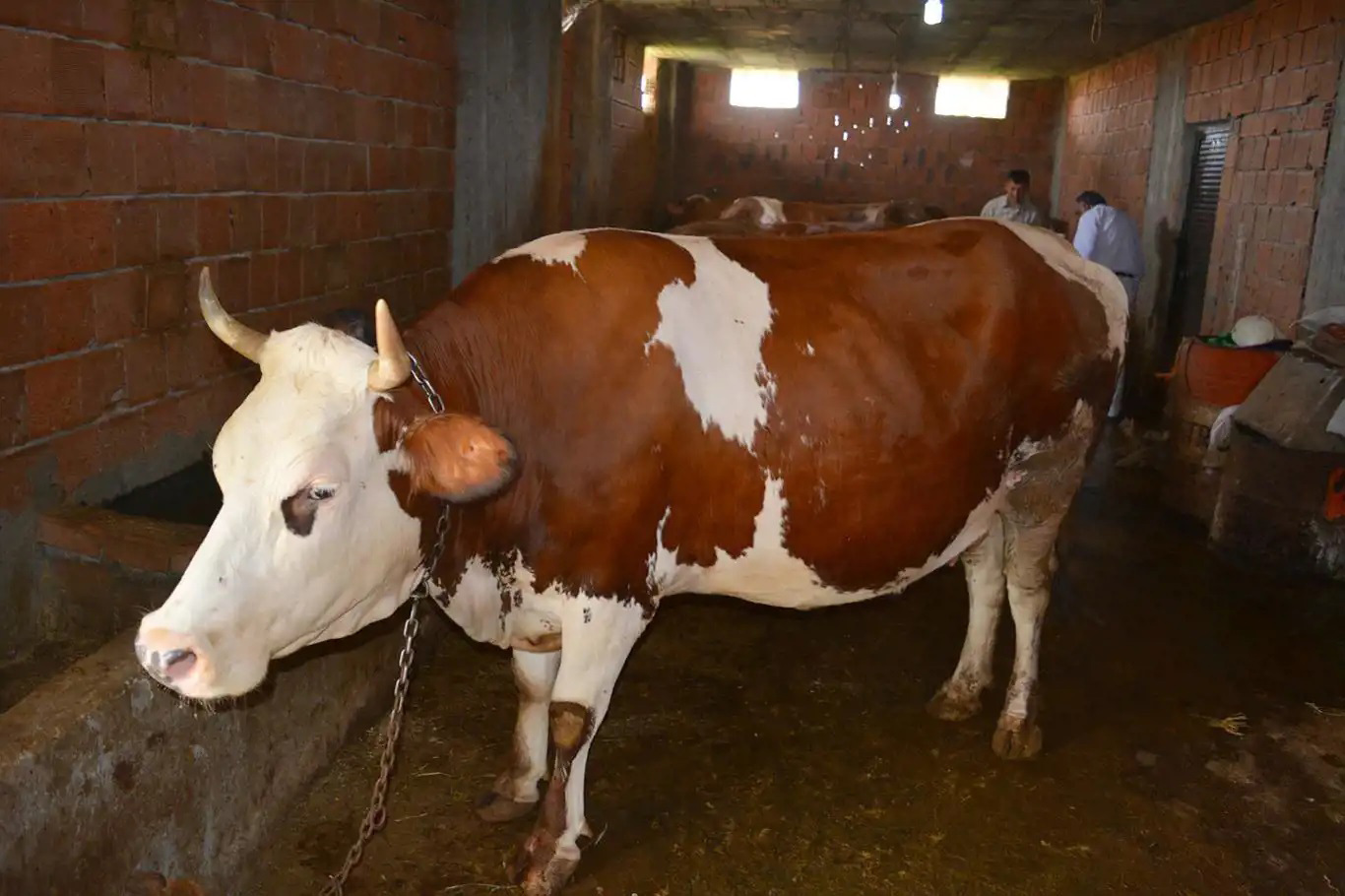 Şırnak'ta şap virüsü görüldü