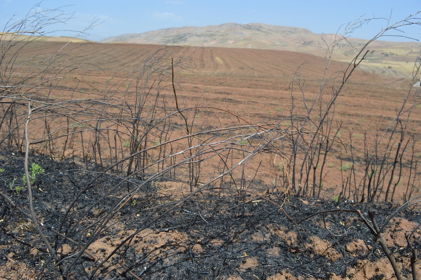 Tarım Teknikeri Epözdemir: Mazot tasarrufu için anız yakmak çiftçiler için zararlı bir tercih