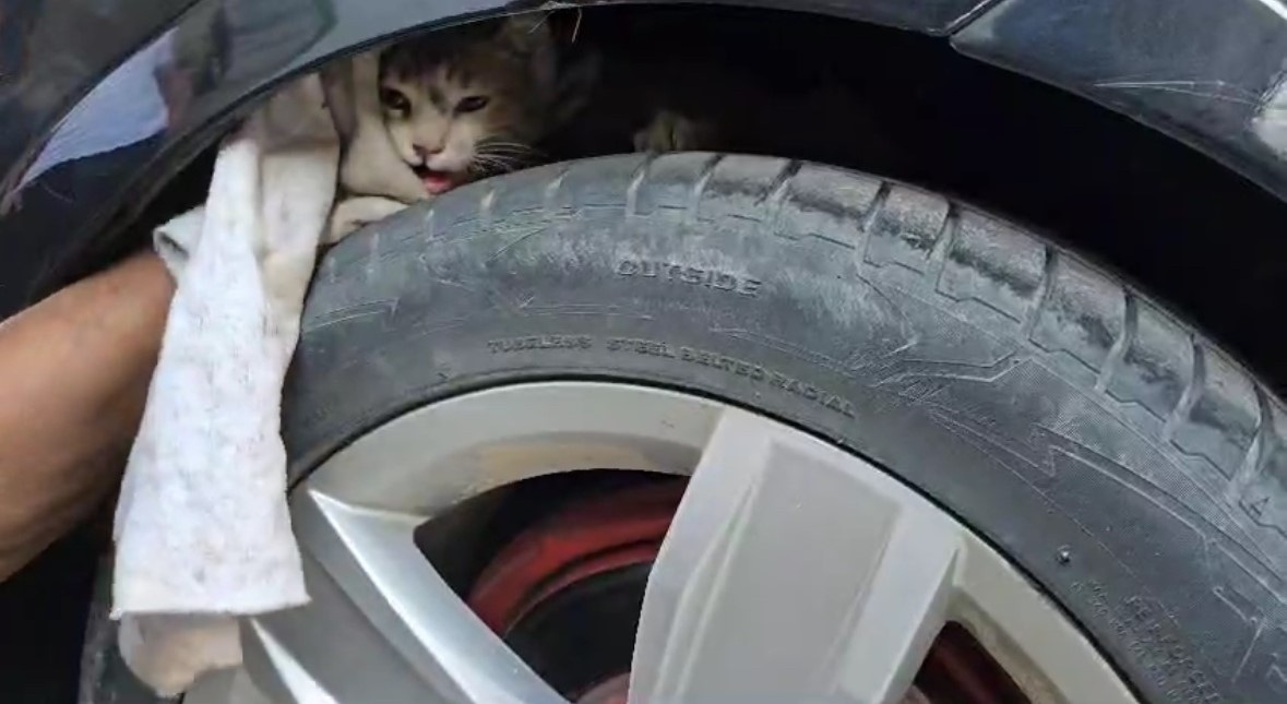 Diyarbakır'da Sıkışan Kedi Sanayide Kurtarıldı