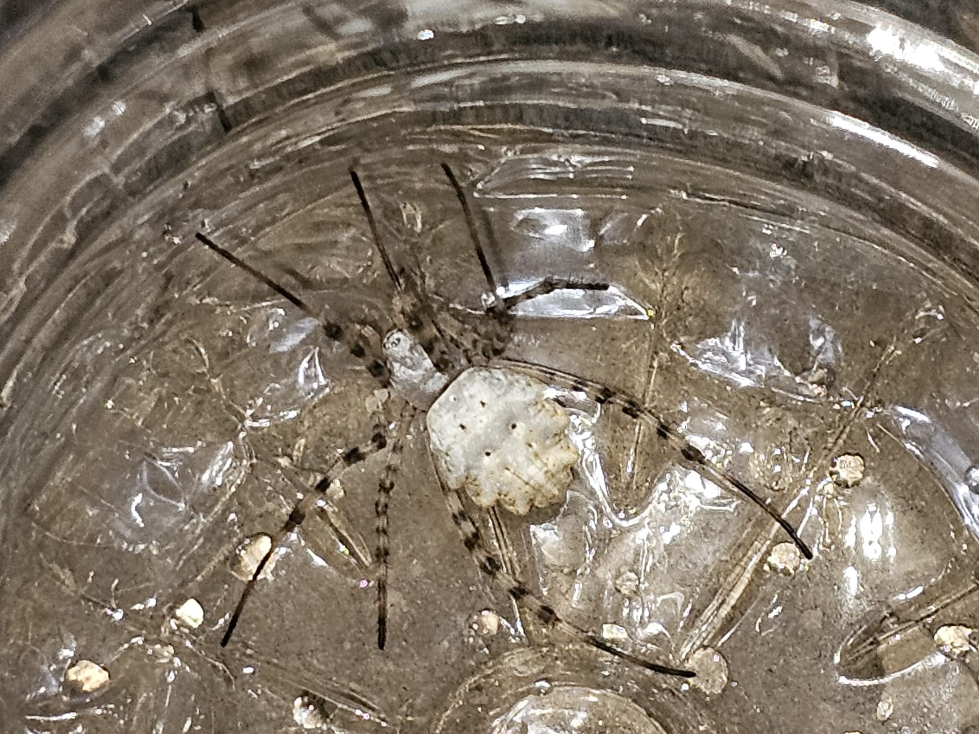 Dünyanın en zehirli örümceklerinden biri Burada görüldü