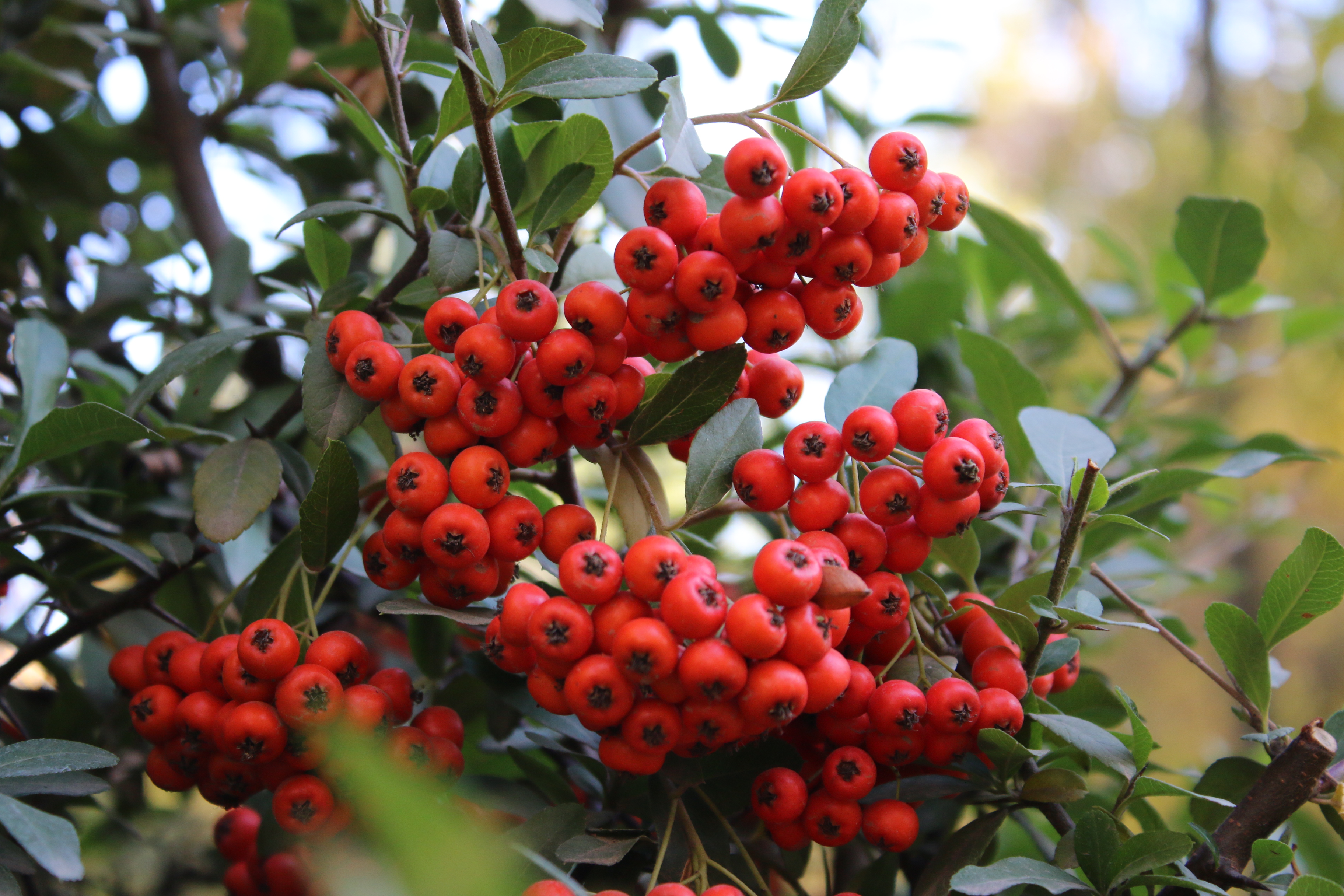 Diyarbakır'da sık görülen bu bitki yenilebilir mi? Faydaları şaşırttı