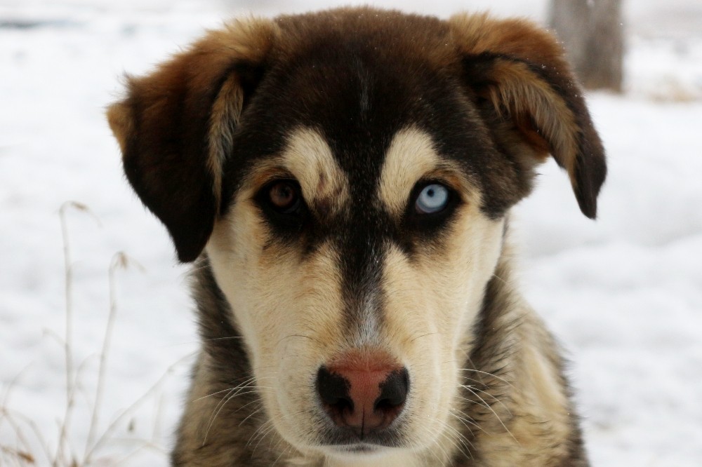 Bu da Van köpeği