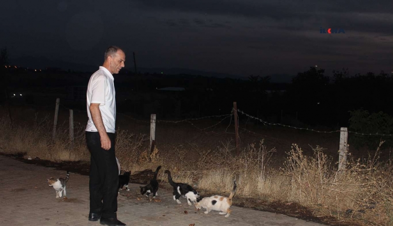 15 yıldır kedilere gözü gibi bakıyor