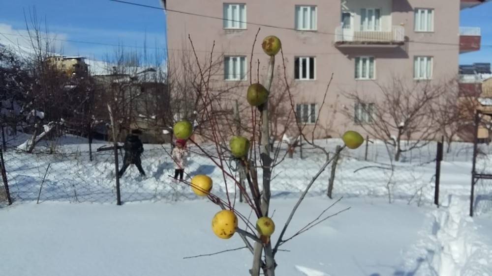 Yazın topladığı elmaları aç kalan kuşlar için tekrar ağaçlara astı