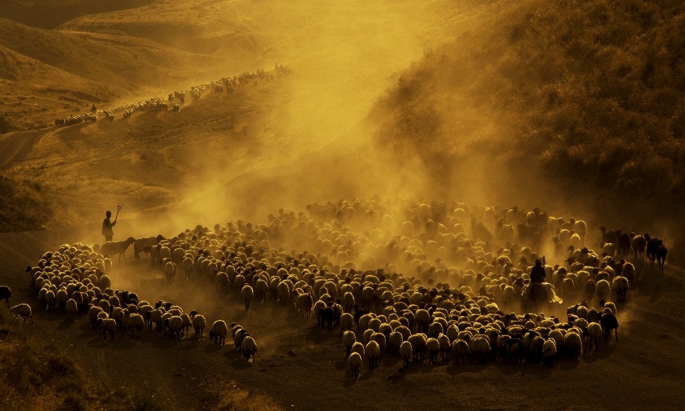 (Özel) Sürülerin tozlu yolculuğuna fotoğrafçı ilgisi