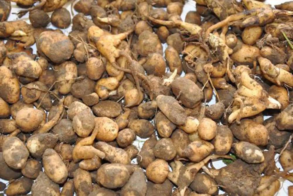 Elâzığ’da salep soğanı toplayan 6 kişiye para cezası kesildi