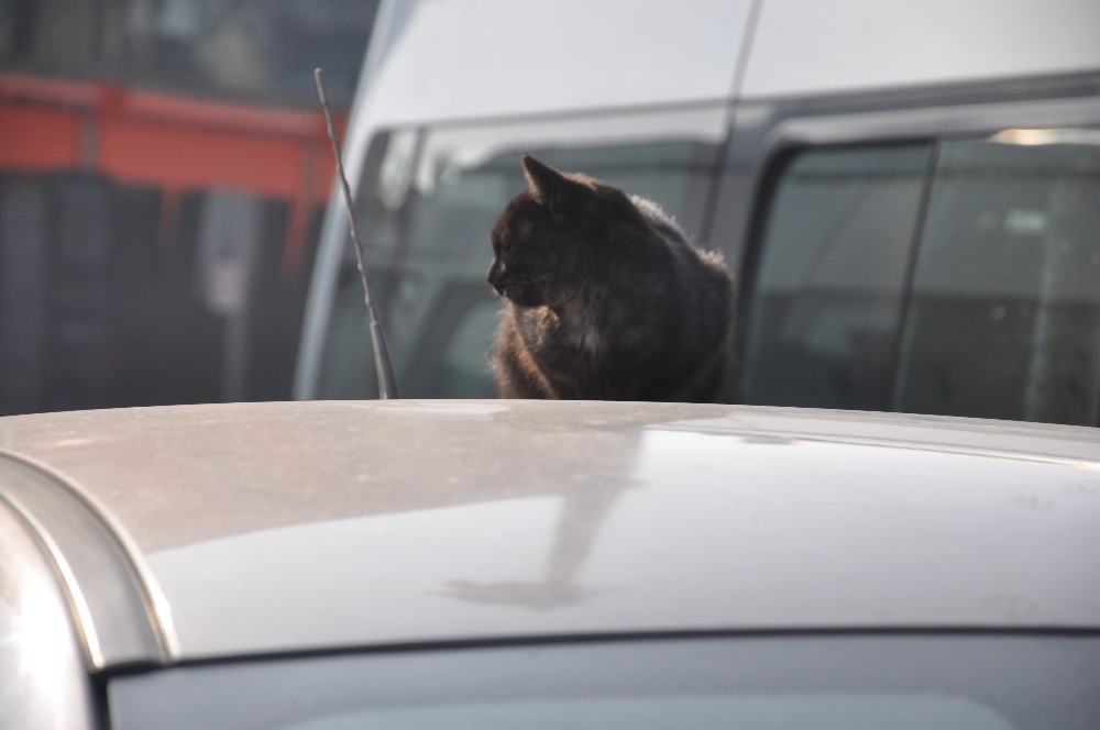 Sokak kedisinin güneş keyfi