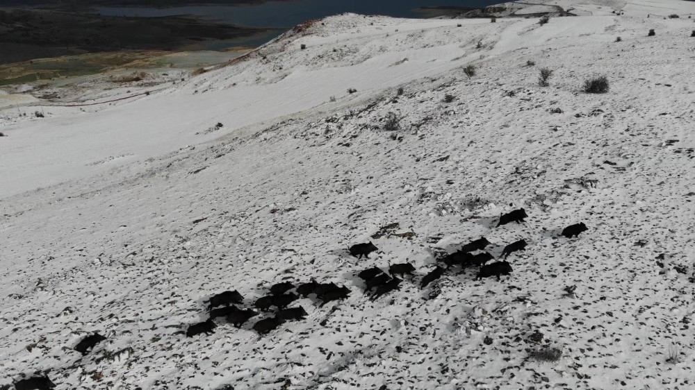 Elazığ’da domuz sürüsünün kaçışları drone ile böyle görüntülendi