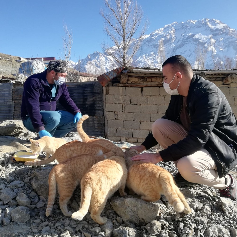 Hakkari’de sokak kedileri sevgiyle besleniyor