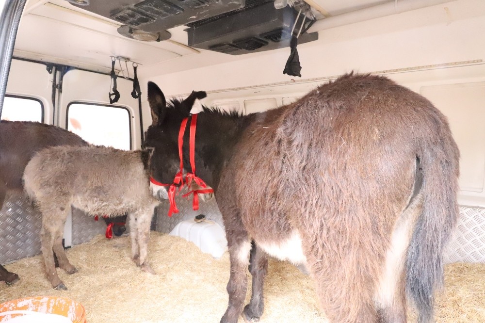 Mardin’deki eşekler İstanbul’da tedavi edilecek