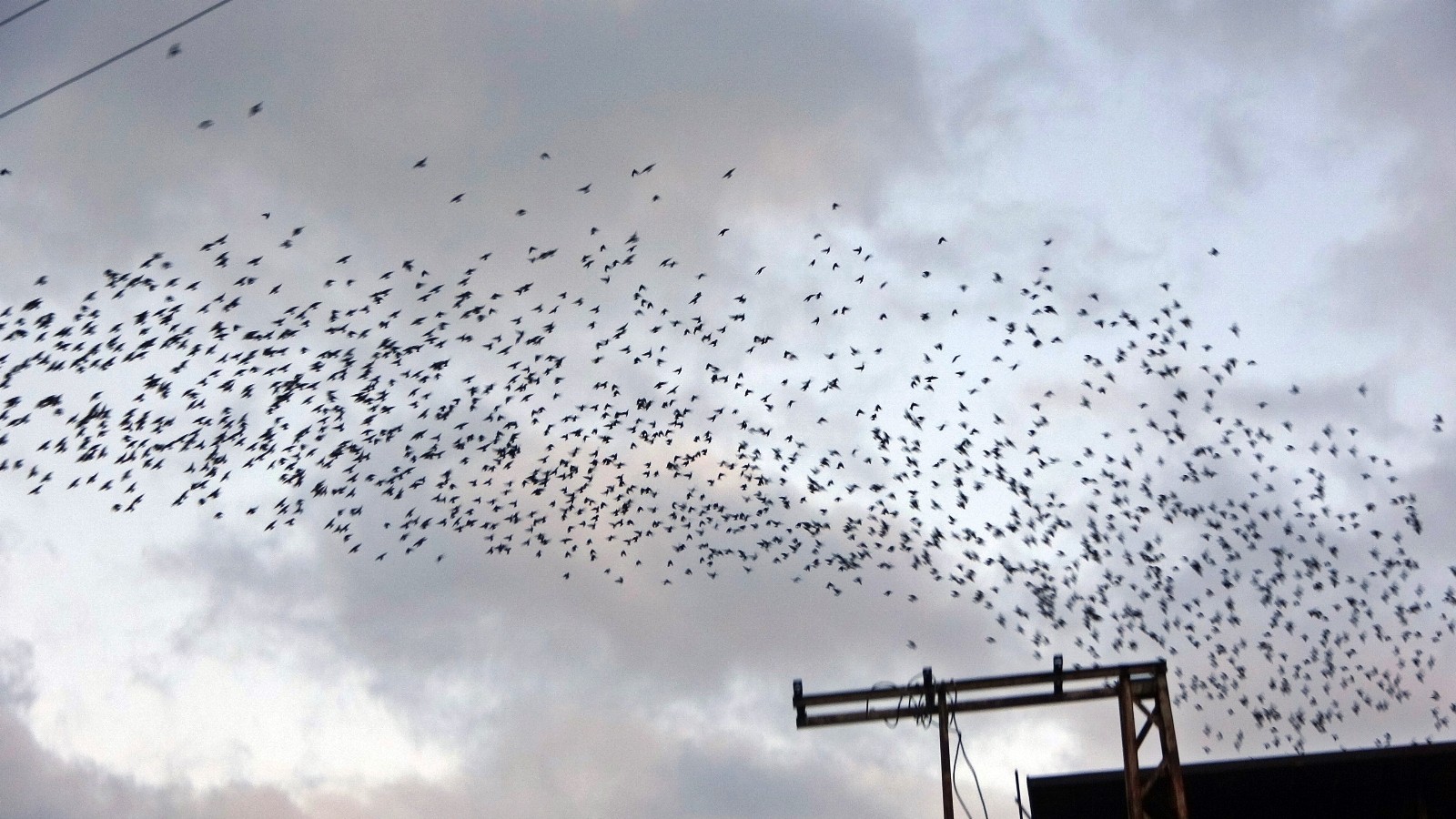 Sığırcık kuşlarının gökyüzündeki dansı hayran bıraktı