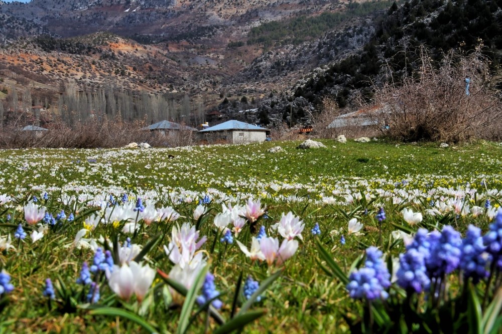 Kahramanmaraş’ta sümbüller vadiyi süsledi