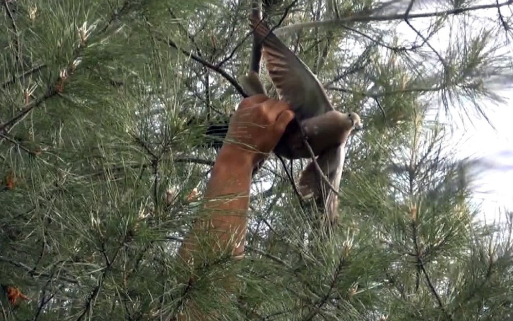 İtfaiye ekipleri güvercin için seferber oldu