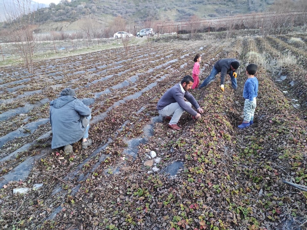 Batman’da çilek bahçelerinde budama ve temizleme çalışmaları başladı
