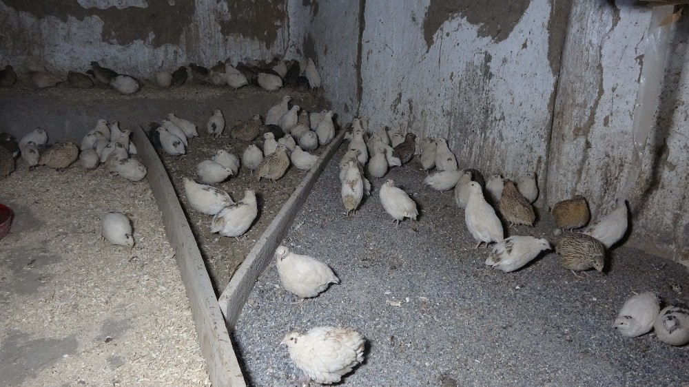 (Özel) Prematüre kardeşi için başladı, şimdi ticaretini yapıyor
